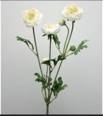 Ранункулюс белый кустовой