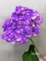 Гортензия сиреневая