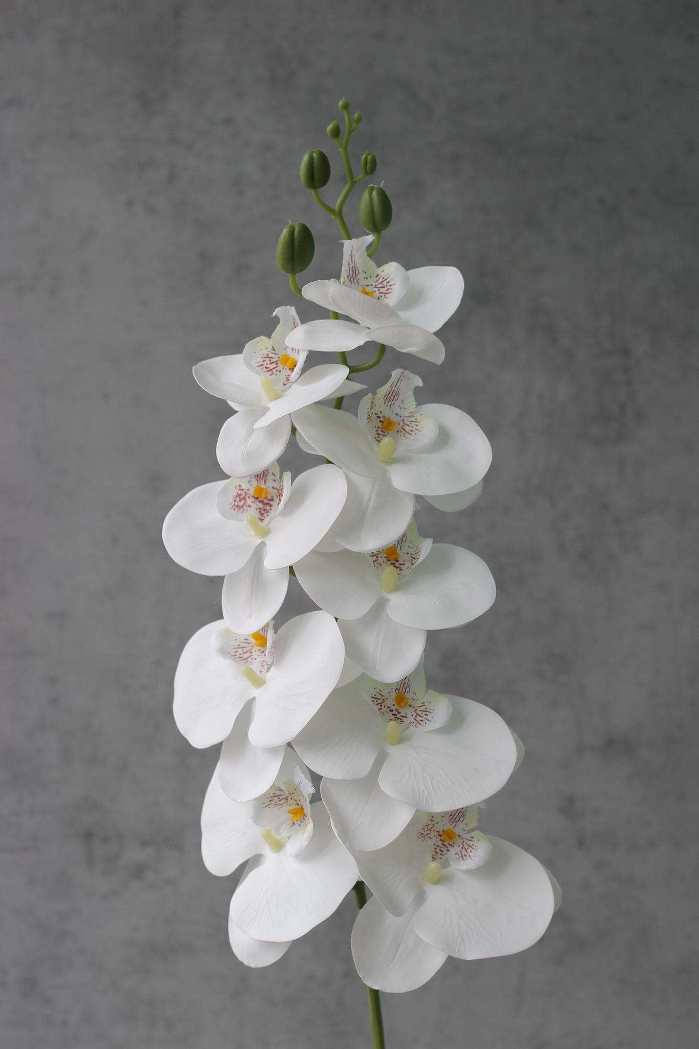 Орхидея Орхидея