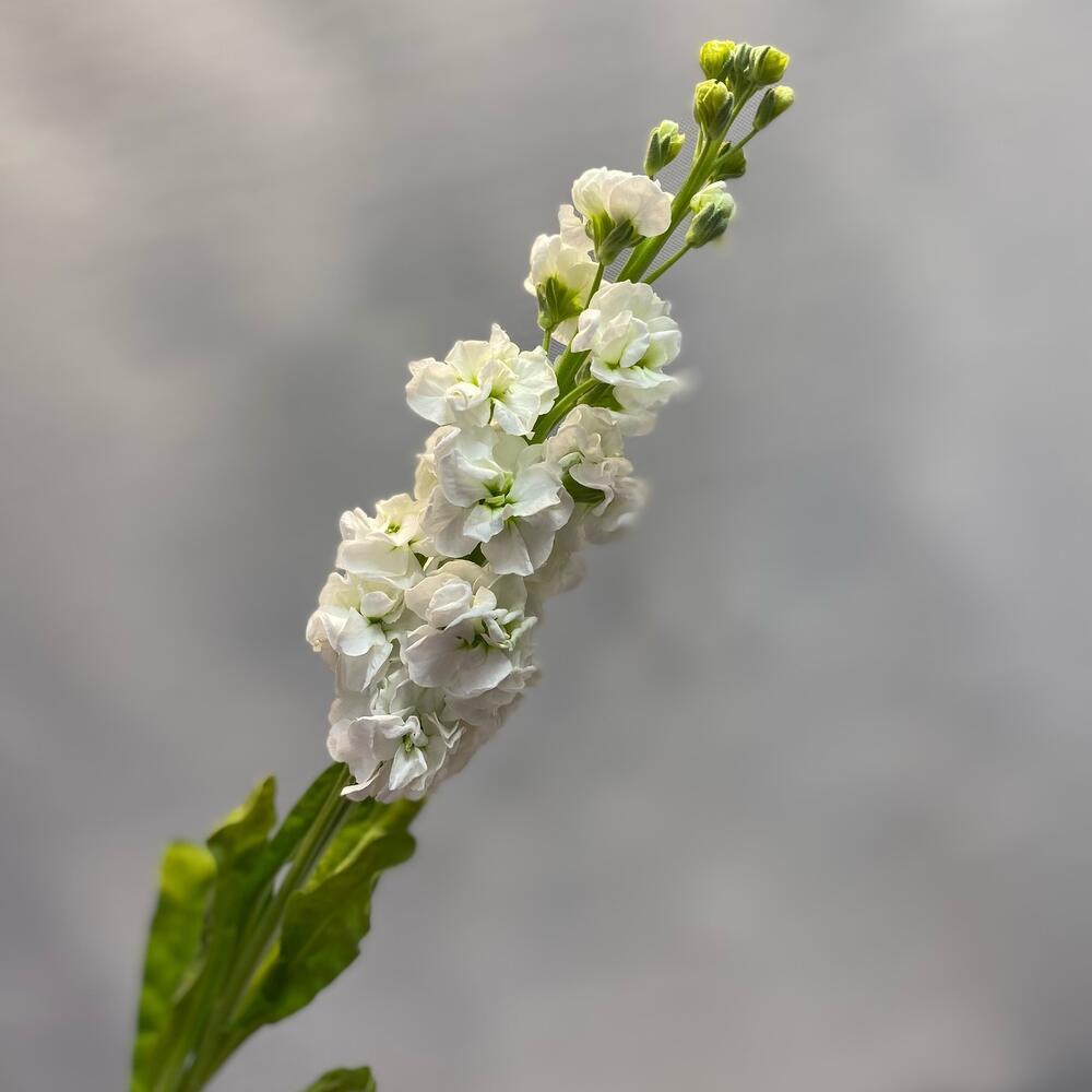 Маттиола Маттиола