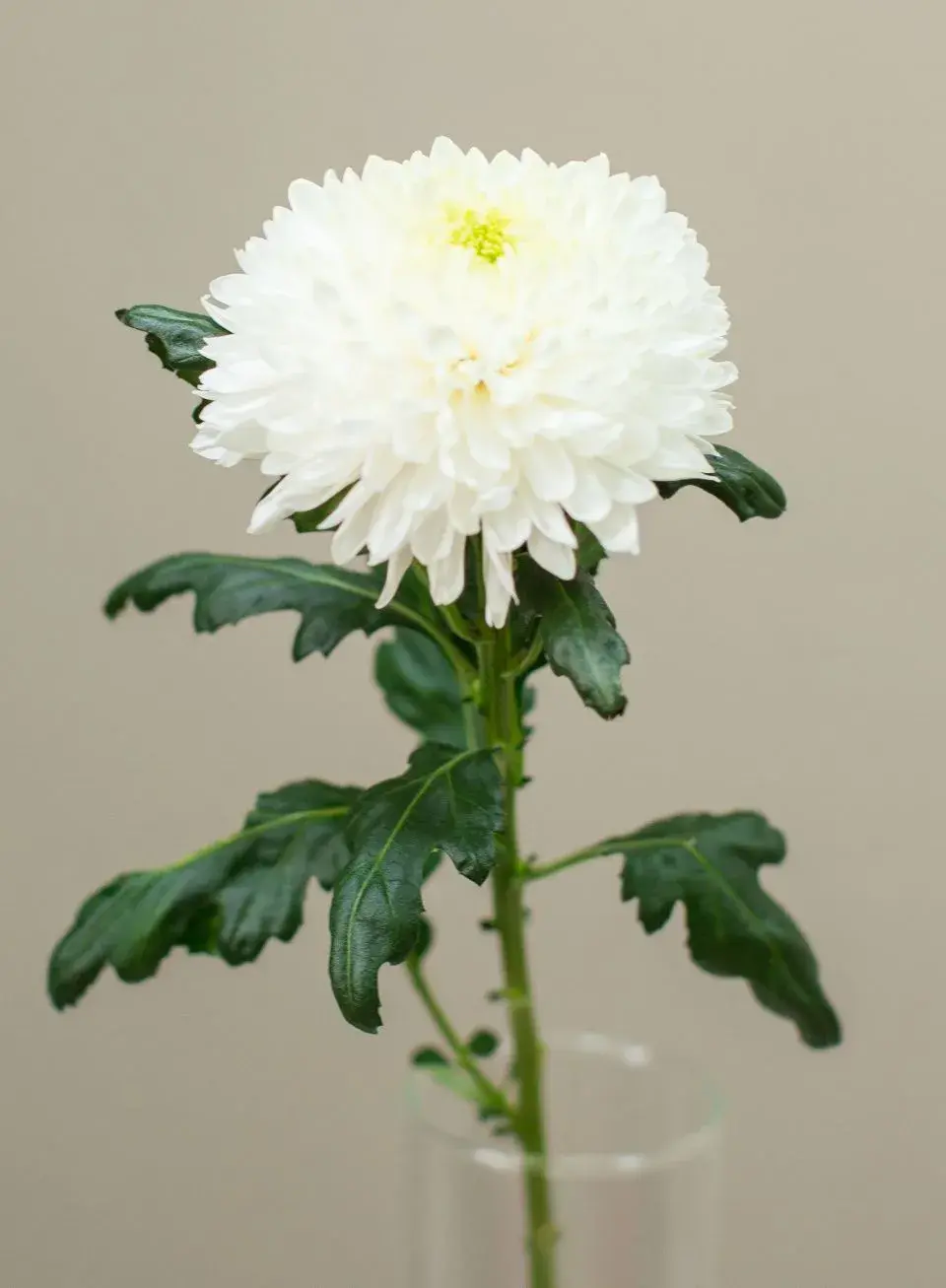 Хризантема одноголовая